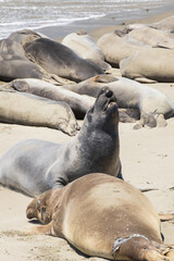 Elephant seals laying on a sand beach
