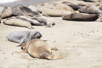 Elephant seals laying on a sand beach
