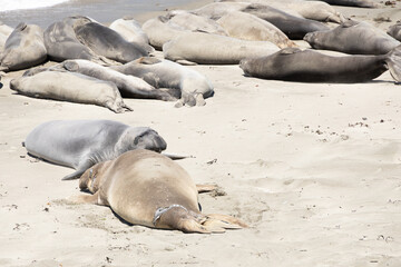 Northern Elephant seals laying on a sand beach