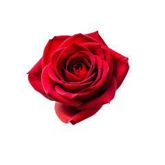 Fototapeta premium red rose flower isolated.