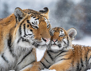 Obraz premium Mother tiger and her cubs playing in the winter forest. Wildlife scene from nature.