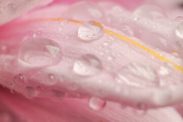 a drop of dew on the top of a chrysanthemum flower