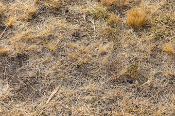 dry grass on the arid australian ground