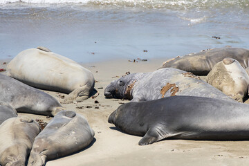 Northern Elephant seals laying on a sand beach