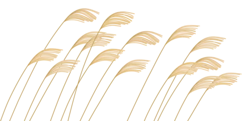 Foto op Canvas illustration of reed © April29