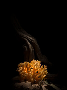 Ramaria mushroom (Ramaria sp). Monte Limbara, OT, Sardinia, Italy
