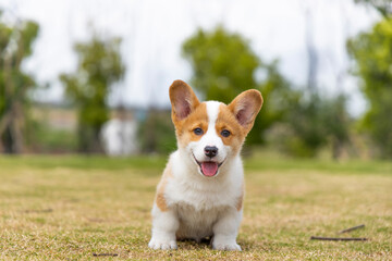 A little corgi dog is playing on the grass in the park