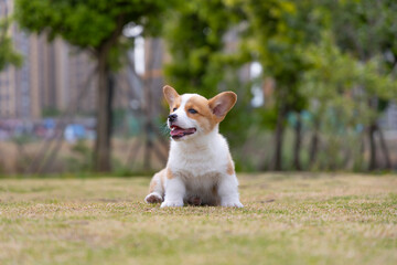 A little corgi dog is playing on the grass in the park
