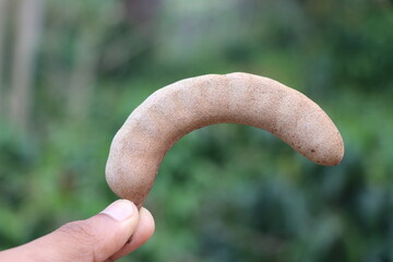 Organic tamarind ripen and freshly harvested held in the hand on nature background. Whole unpeeled...