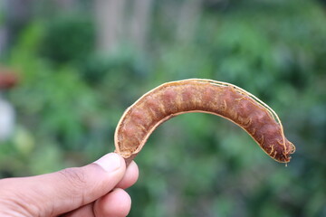 Tamarind after peeling from its shell held in the hand isolated on natural green background