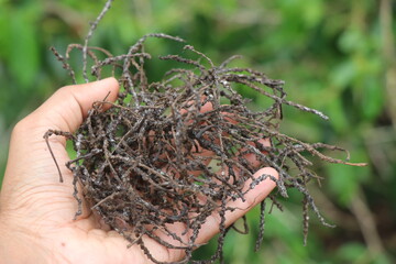Stem of black pepper after the berries are harvested. Left over waste after harvesting the corns of the black pepper held in the hand