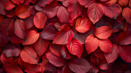 Close-up of crimson leaves during autumn, vibrant color emphasis,
