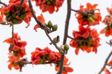 Red Cotton Tree  Flower.Bombax ceiba, like other trees of the genus Bombax, is commonly known as 