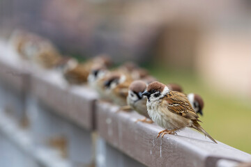 Sparrow sitting on wall hole,Sparrow are a group of small passerine birds forming the family Passeridae.,Hong kong.