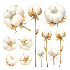 White cotton flowers. Set of design elements. Watercolor illustration