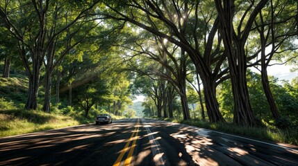 Road in the rainforest with trees and sunlight in the morning.