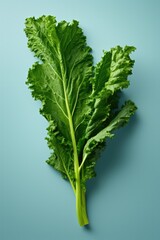 Close-up view green leaf vegetables on a blue background.