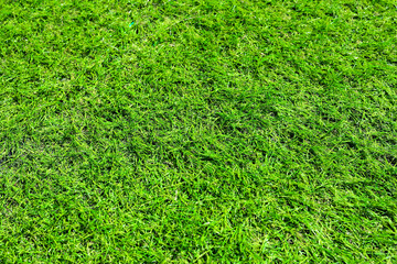 芝生の背景素材　Lawn background material