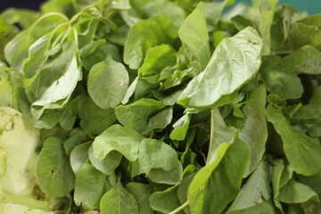 fresh spinach leaves just picked from the garden.
