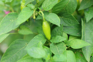 A chili tree with green fruits was revealed.