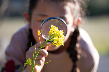 菜の花を虫眼鏡で見る女の子