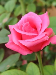 pink rose in garden