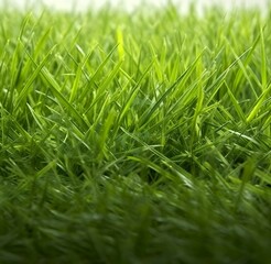 Obraz premium Green grass meadow field from outdoor park. Outdoor countryside meadow nature. Landscape of grass field in public park use as natural background.Stock Photo. AI Generation