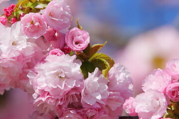 満開のピンクの八重桜（八重紅虎の尾）のクローズアップ