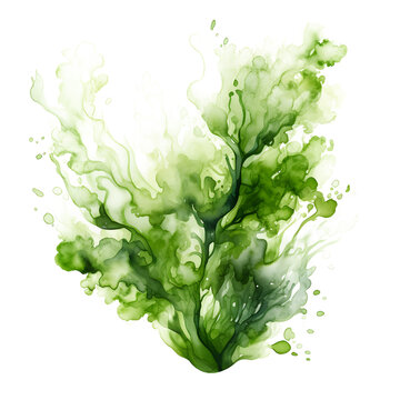 Watercolor green Algae seaweed bush. green sea plant isolated on white and transparent background Realistic botanical illustrations collection. Hand painted underwater grass