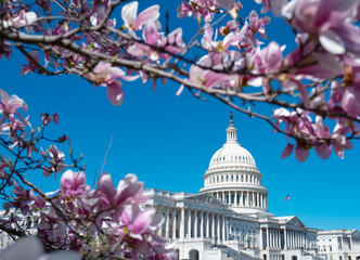 Blossom spring in Washington DC. Capitol building at spring. USA Congress, Washington D.C. - 771216780