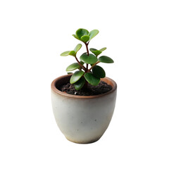 Fototapeta premium front view of growing plants
