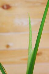 young palm sprout. pandanus in a black pot on a wooden background. houseplant. 