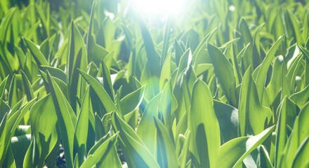 春・芽吹いたチューリップの葉 眩しい太陽の光とレンズフレア　成長・はじまり・入学・入社・若いイメージ　背景 - obrazy, fototapety, plakaty