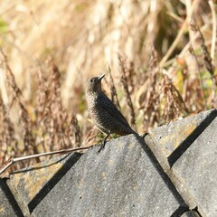 平戸永谷川、野鳥、イソヒヨドリ、カワセミ、春