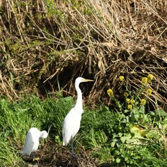 平戸永谷川、野鳥、イソヒヨドリ、カワセミ、春
