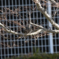 平戸永谷川、野鳥、イソヒヨドリ、カワセミ、春