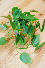 Filodendron scandals in a black pot on a wooden background. houseplant.  © andrey