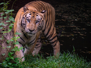 sumatran tiger in the forest
