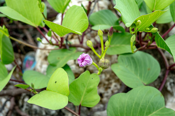 A pink morning glory photographed just as the buds were closing in the bright noon sunlight