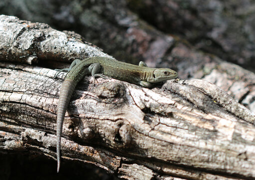 Waldeidechse - Viviparous lizard