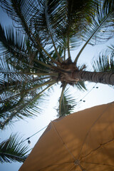 fondo de verano 