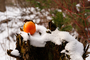 Orange on a snow-covered stump. Fruits in the snow.
