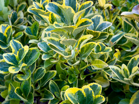 A view of leaves from the golden euonymus plant.