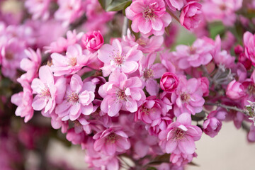spring sakura flower, macro. spring sakura flower. sakura flower on branch.