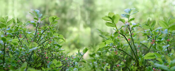 shrub of European blueberry (Vaccinium uliginosum) in bloom in spring season, forest natural background. Bushes of Wild unripe Young blueberry in blooming. - obrazy, fototapety, plakaty
