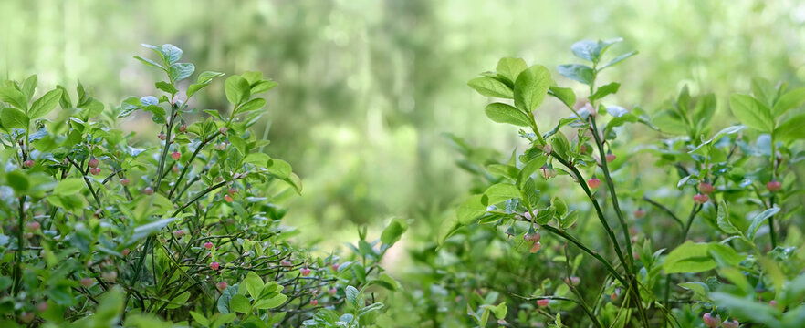 shrub of European blueberry (Vaccinium uliginosum) in bloom in spring season, forest natural background. Bushes of Wild unripe Young blueberry in blooming.