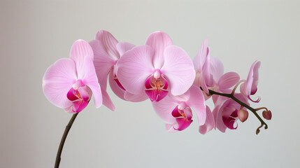 Beautiful pink orchid flower isolated on white background, natural background.  Bouquet of purple and white. Set of beautiful orchid phalaenopsis flowers on white background. Tropical flowers isolated