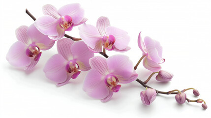 Beautiful pink orchid flower isolated on white background, natural background.  Bouquet of purple...