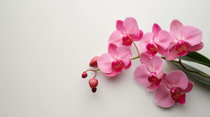 Beautiful pink orchid flower isolated on white background, natural background.  Bouquet of purple...