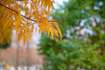 In autumn, the leaves in the park turn yellow and are very beautiful